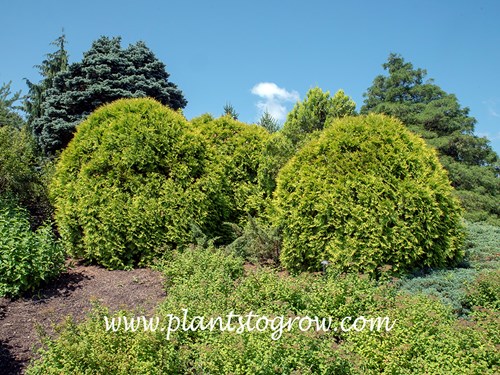 Golden Globe Arborvitae (Thuja occidentalis)
Some very large plants at the botanic gardens.